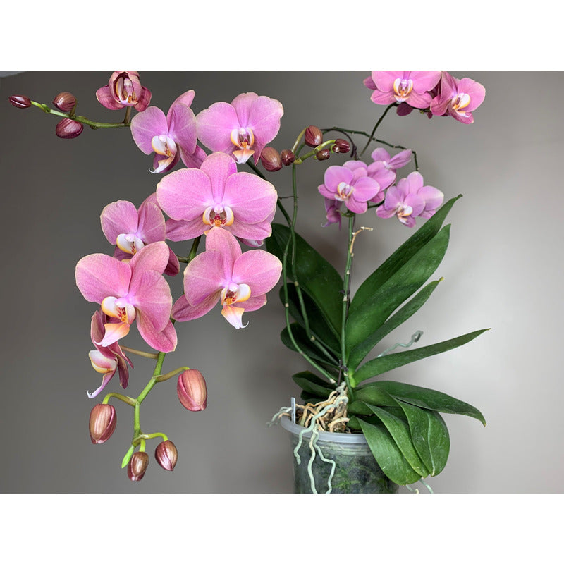 Naturerde für Orchideen 3L Biovita