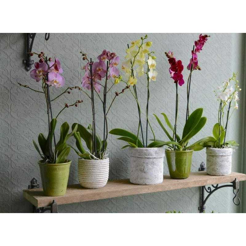 Naturerde für Orchideen 3L Biovita