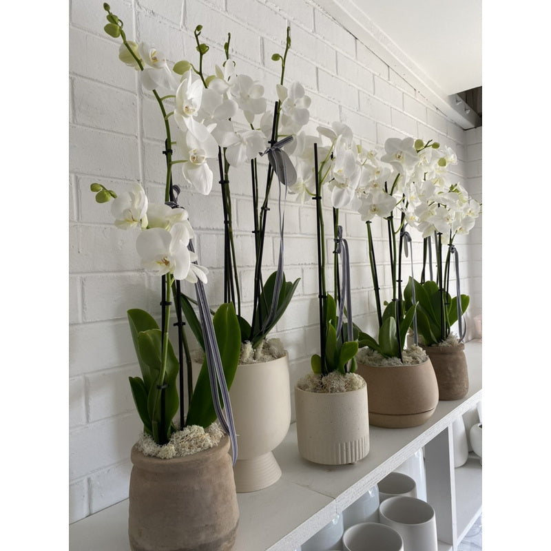 Naturerde für Orchideen 3L Biovita