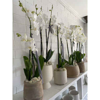 Naturerde für Orchideen 3L Biovita