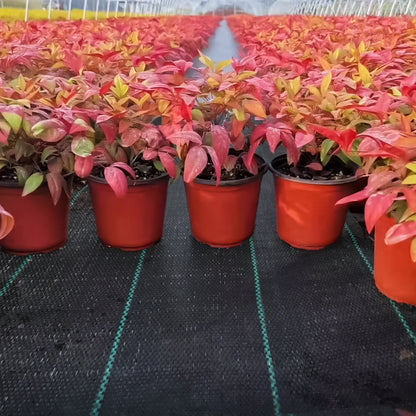 Unkrautvlies Rolle Unkrautfolie Wasserdurchlässig Unkrautvlies für Garten UV-Schutz Reißfestes Gartenflies 100g/m²