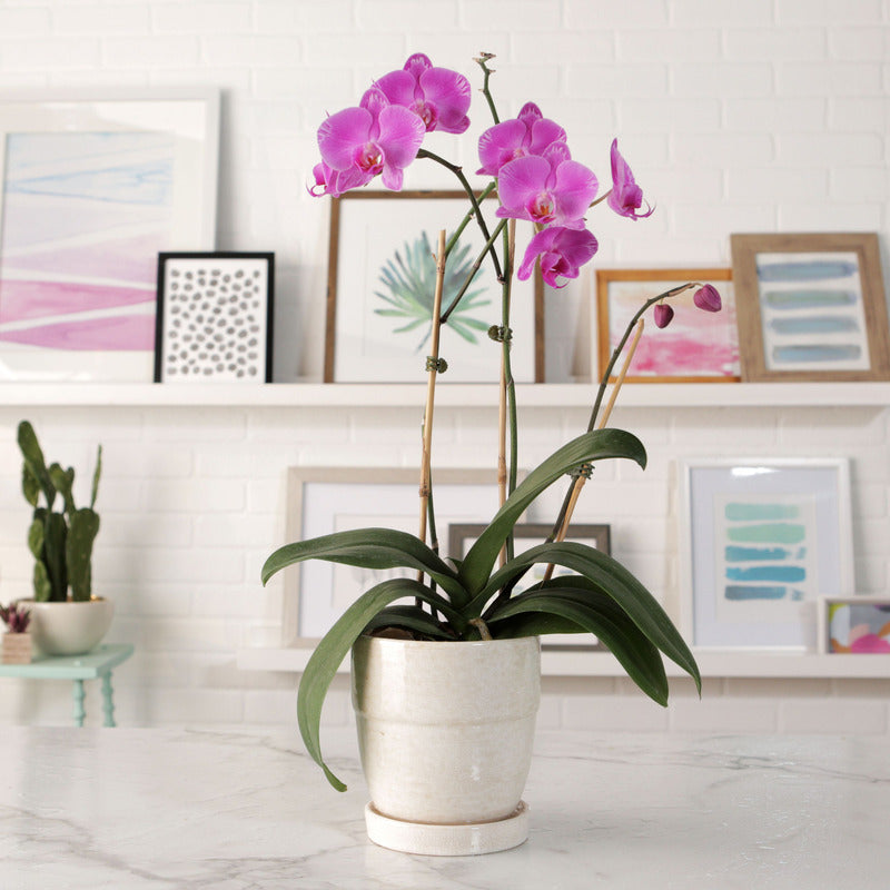 Naturerde für Orchideen 3L Biovita