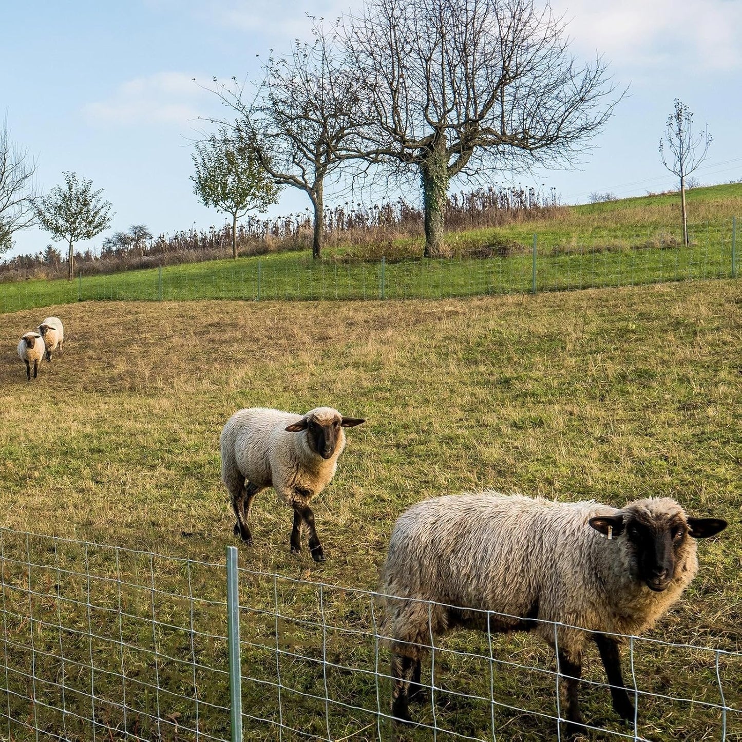 CASA PURA Wildzaun - Verzinkt in Fachhandel-Qualität - Maschenbreite: 15 cm - Verschiedene Höhen - Länge: 50 m - Forstzaun, Tierzaun, Drahtzaun, Gitterzaun, Drahtgeflecht - Verzinkter Draht - Vielseitig einsetzbar