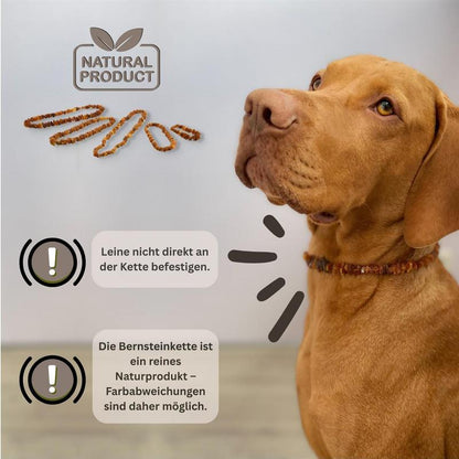 PetLove Bernsteinkette für Hunde und Katzen – handgefertigtes Naturprodukt aus echtem baltischem Bernstein, stilvolles Schmuck-Accessoire in verschiedenen Größen von 20 bis 70 cm – leichte, angenehme Passform für Hunde und Katzen aller Rassen