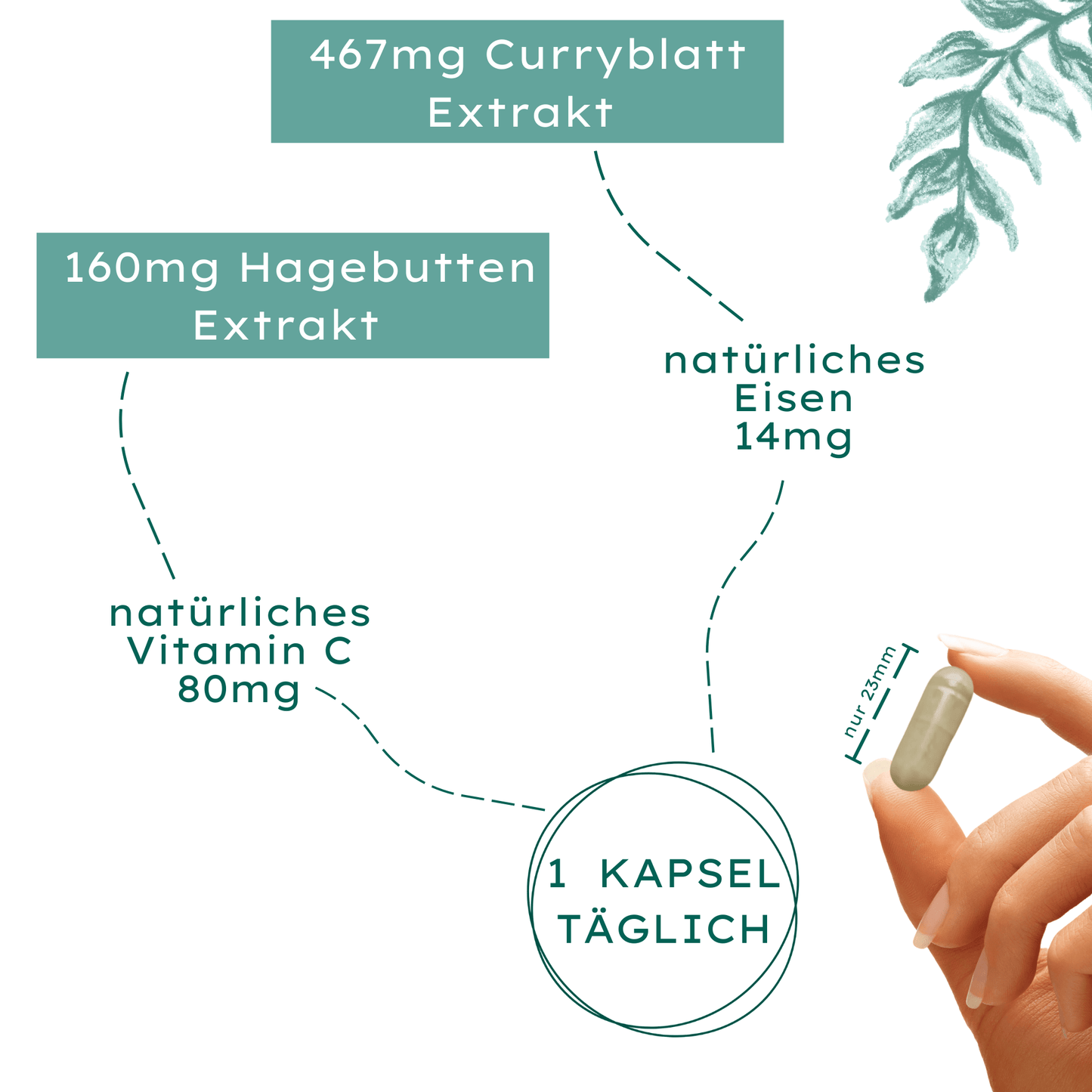 Eisen - 180 Kapseln hochdosiert - 14mg Eisen & 80mg Vitamin C pro Kapsel - aus Curryblatt & Hagebutte - Zertifiziert & Nachhaltig im Glas - abgefüllt & laborgeprüft in Deutschland - made in Germany