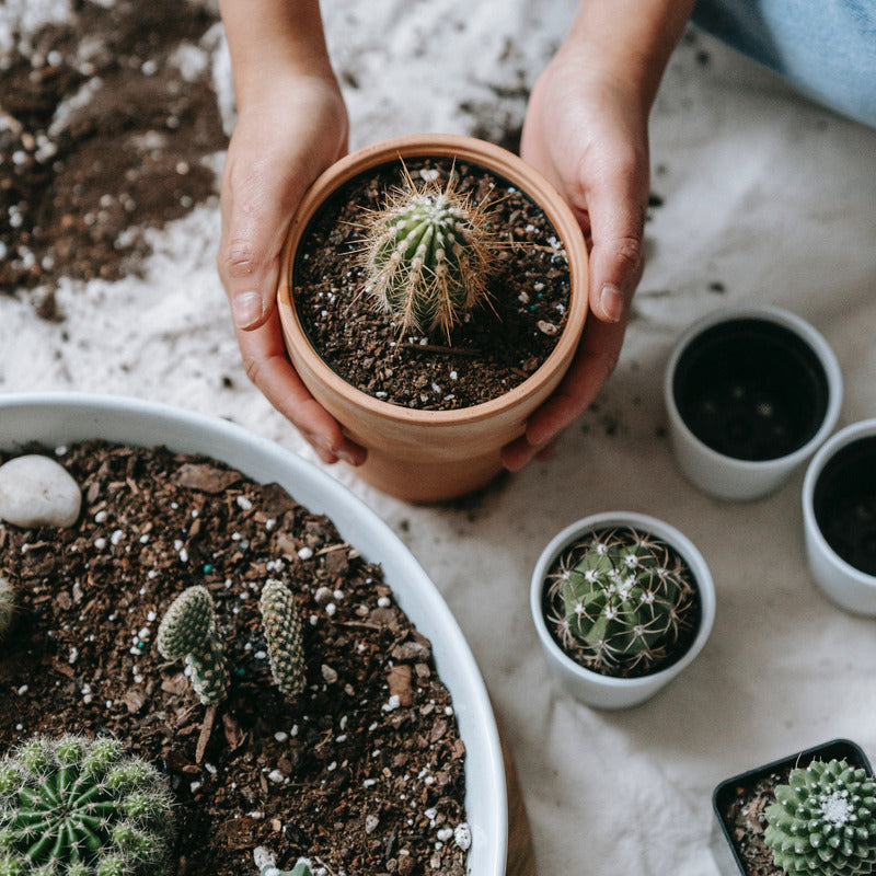 Aloe-Kaktus- und Sukkulentenerde, 5L für Garten und Terrasse – Detailansicht 3