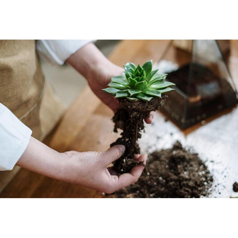 Aloe-Kaktus- und Sukkulentenerde, 5L für Garten und Terrasse – Detailansicht 4