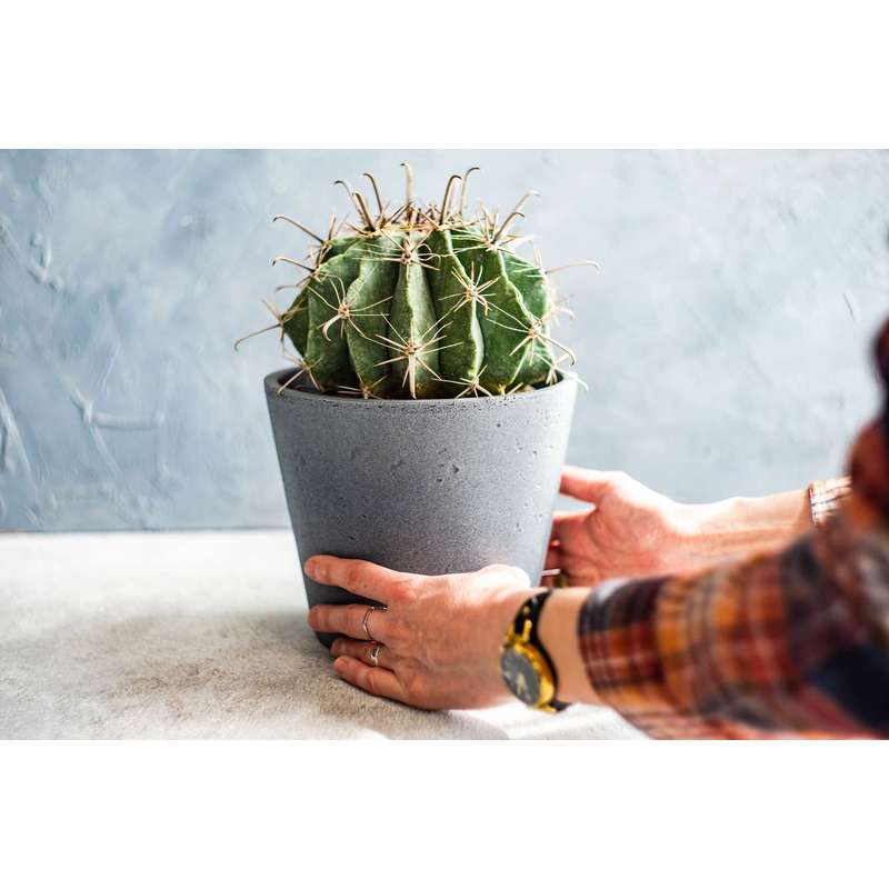 Aloe-Kaktus- und Sukkulentenerde, 5L für Garten und Terrasse – Detailansicht 6