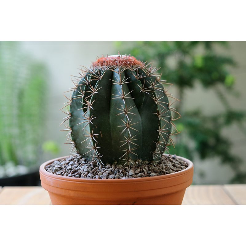 Aloe-Kaktus- und Sukkulentenerde, 5L für Garten und Terrasse – Detailansicht 8