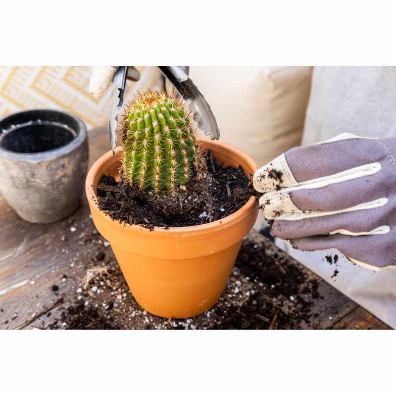 Aloe-Kaktus- und Sukkulentenerde, 5L für Garten und Terrasse – Detailansicht 9