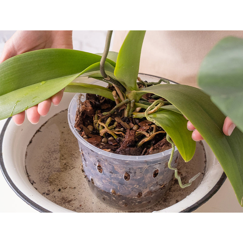 Naturerde für Orchideen 3L Biovita