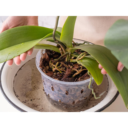 Naturerde für Orchideen 3L Biovita