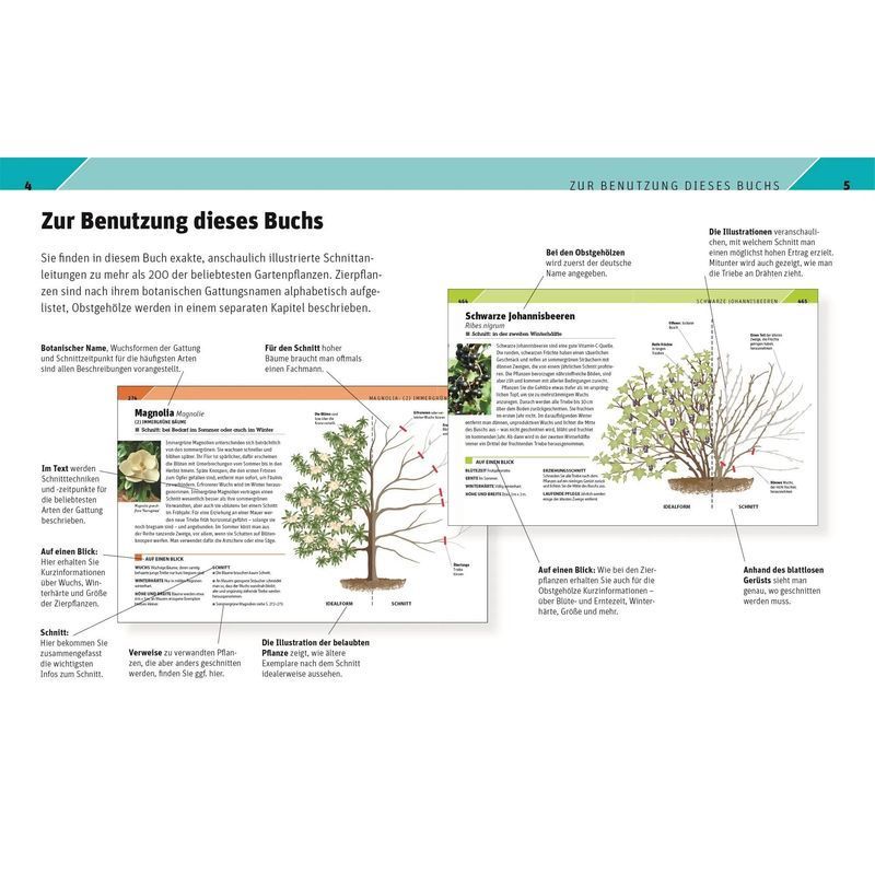 Buch Gartenwissen Pflanzenschnitt, Taschenbuch für Hobby und Kreativprojekte – Detailansicht 4