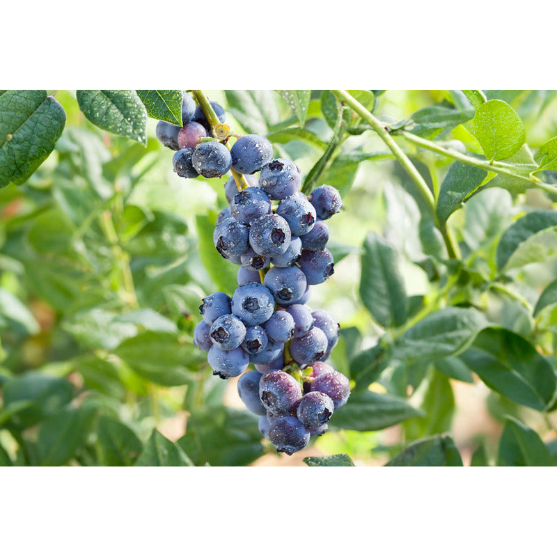 Dünger für Blaubeeren, 3Kg für Blaubeeren und Garten – Detailansicht 2