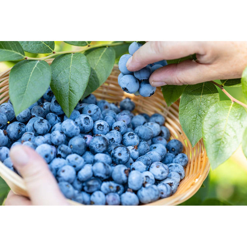 Dünger für Blaubeeren, 3Kg für Blaubeeren und Garten – Detailansicht 3