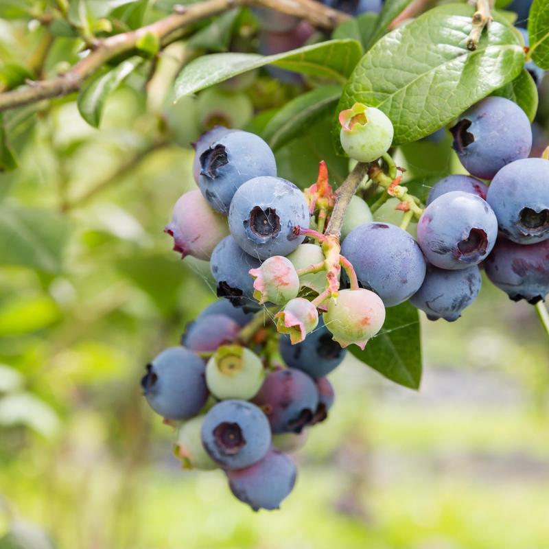 Dünger für Blaubeeren, 3Kg für Blaubeeren und Garten – Detailansicht 4