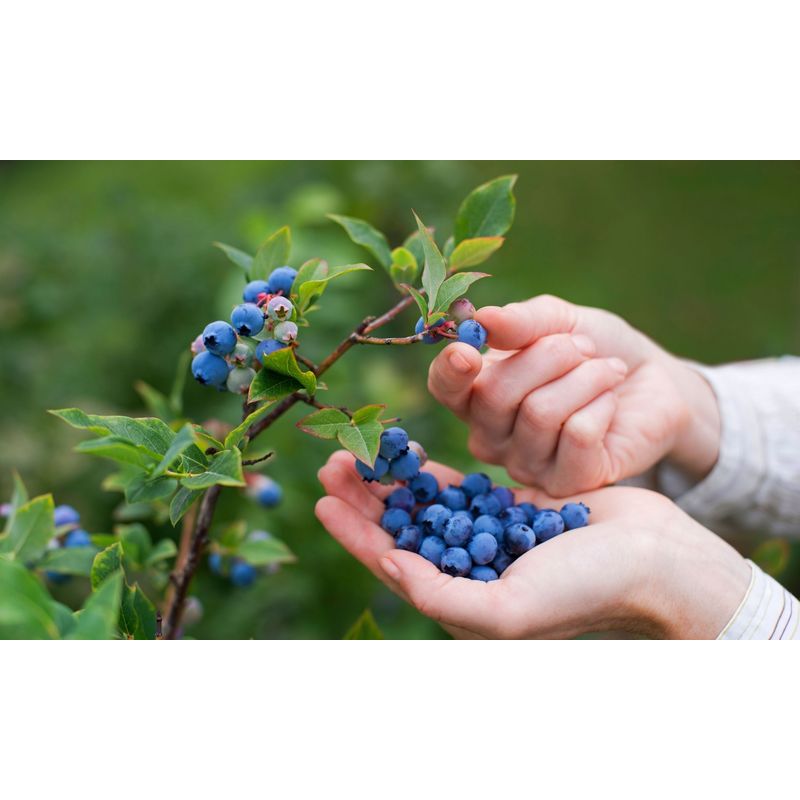 Dünger für Blaubeeren, 3Kg für Blaubeeren und Garten – Detailansicht 5