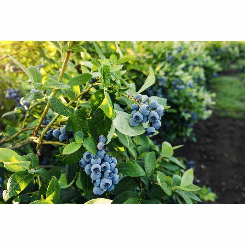 Dünger für Blaubeeren, 3Kg für Blaubeeren und Garten – Detailansicht 6
