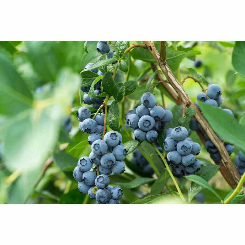 Dünger für Blaubeeren, 3Kg für Blaubeeren und Garten – Detailansicht 7