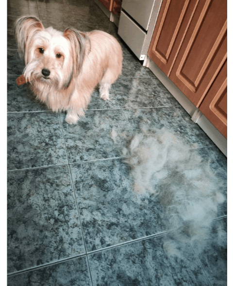 Entfilzungskamm für Ratten, Blau für Haustiere und Zuhause – Detailansicht 13