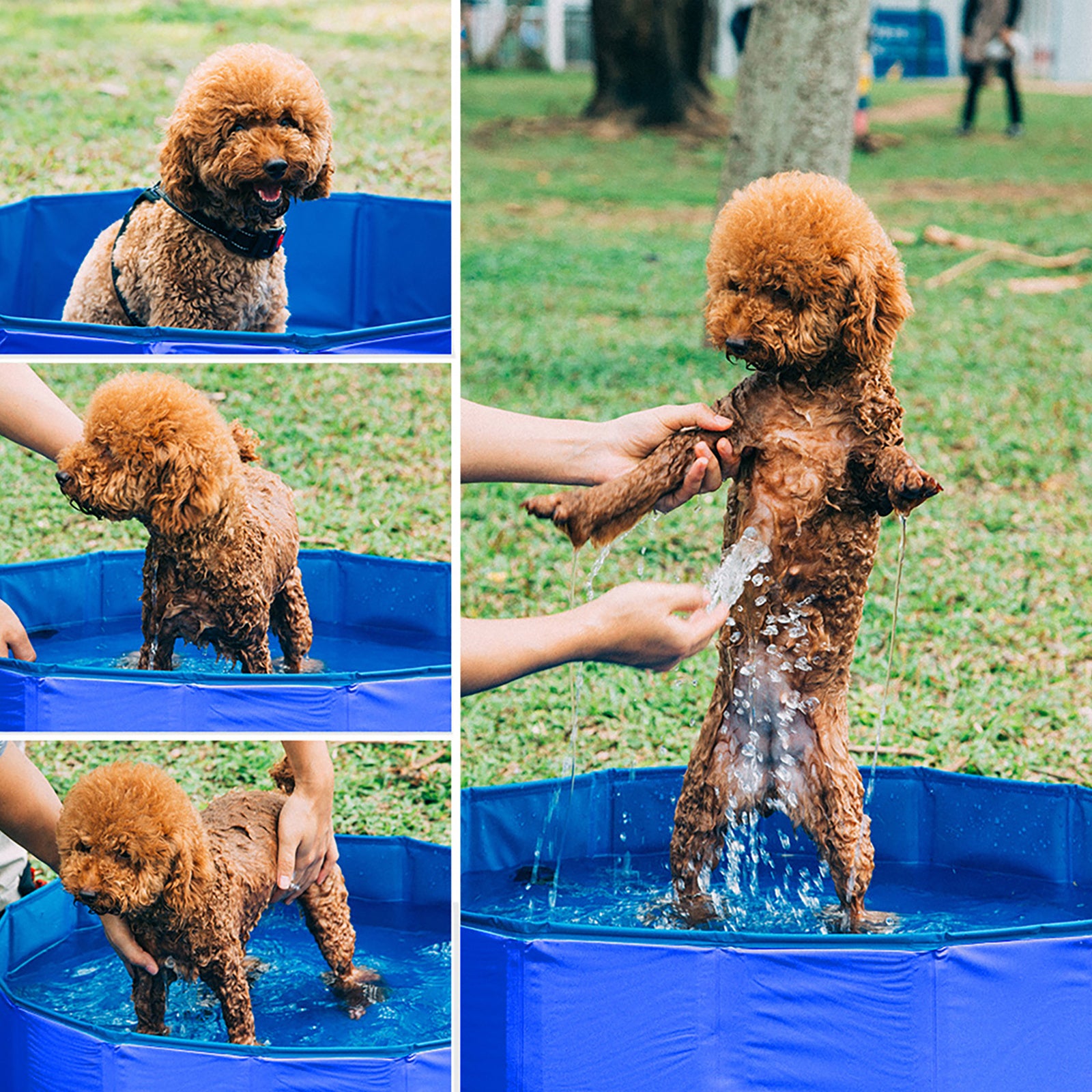 Hundebett, Haustierpool -- Faltbare Hundebadewanne Tragbar für Hunde und Ruheplatz – Detailansicht 2