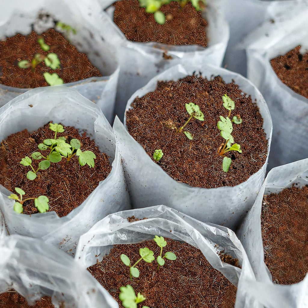 Kokoserde, 5 kg für Garten und Terrasse – Detailansicht 2