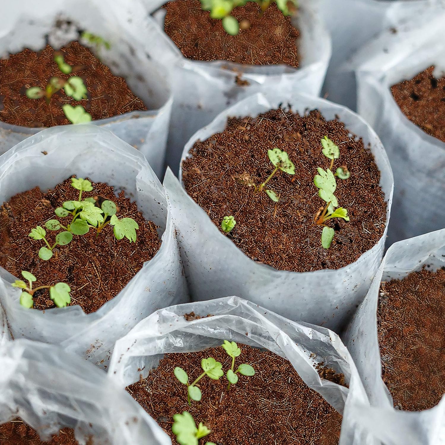 Kokoserde, 5 kg für Garten und Terrasse – Detailansicht 2