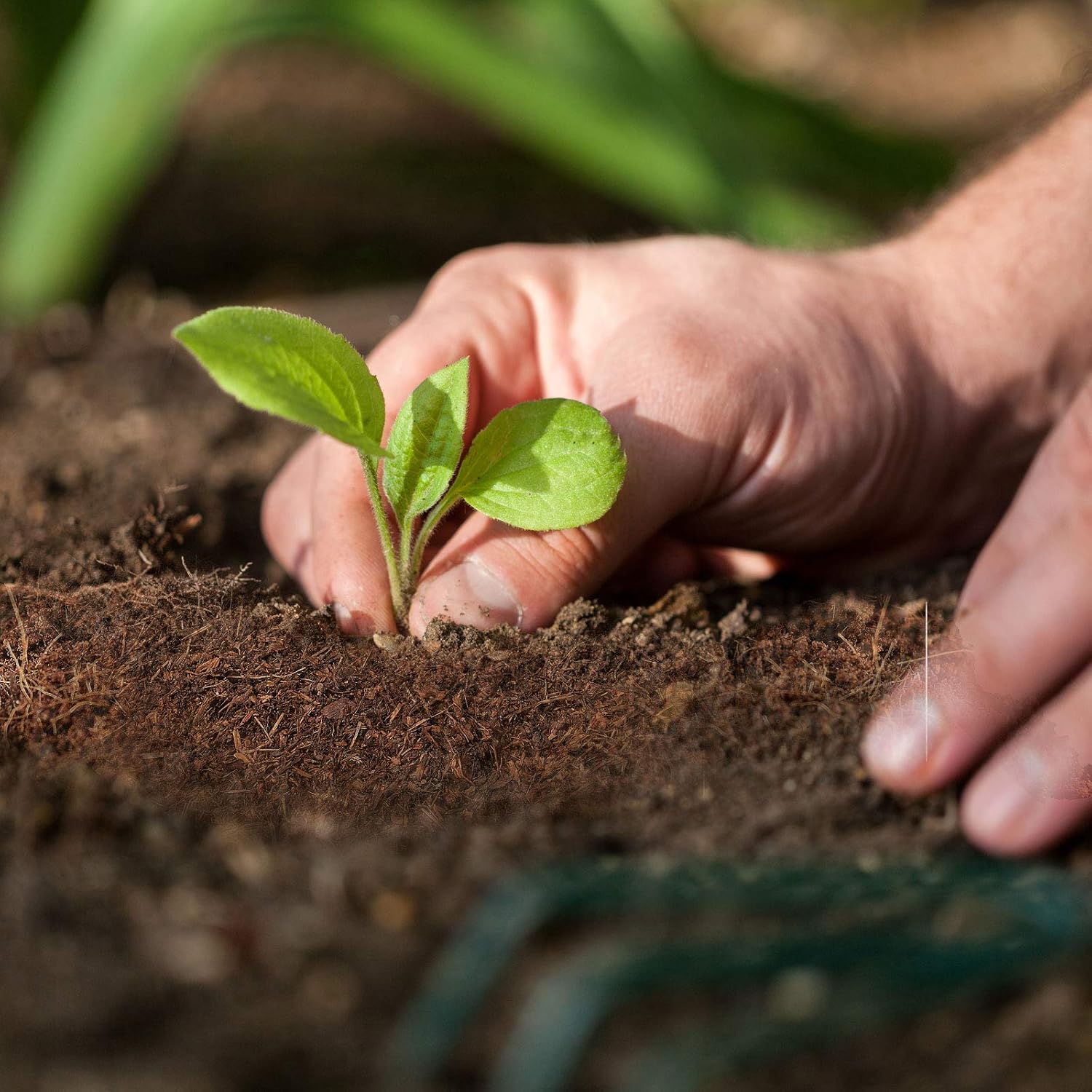 Kokoserde, 5 kg für Garten und Terrasse – Detailansicht 4