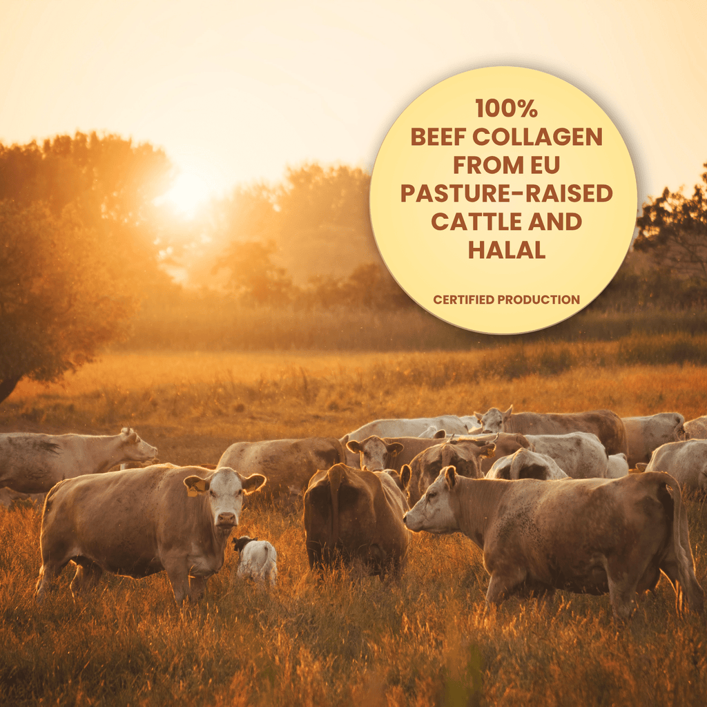 Nahrungsergänzungsmittel, 2 & 3 Collagen Pulver Kollagenpulver hochdosiert für Alltag – Detailansicht 22