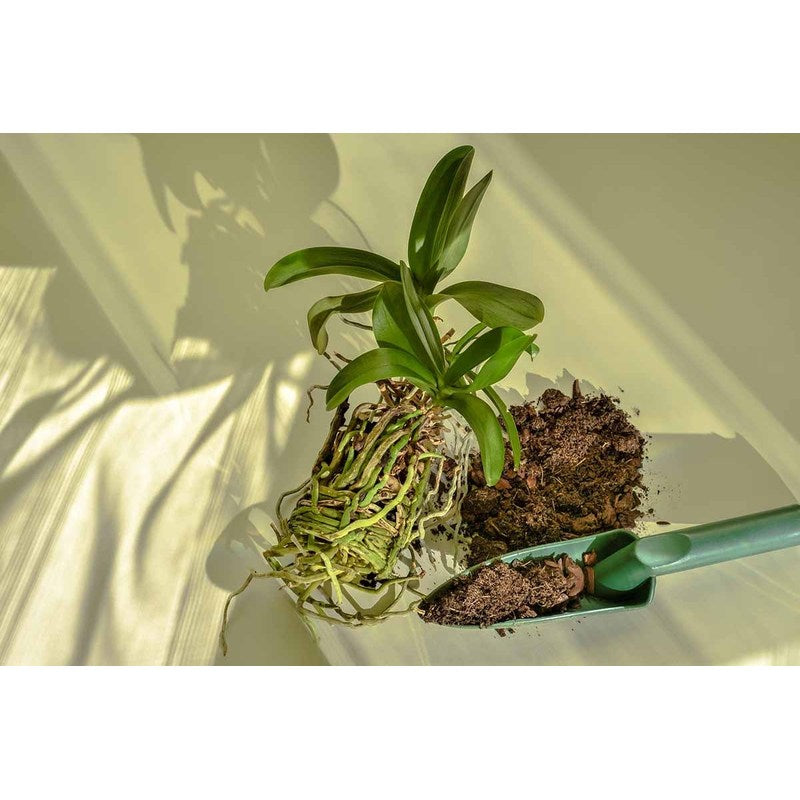 Naturerde für Orchideen, 3L für Orchideen 3L Biovita und Alltag – Detailansicht 9