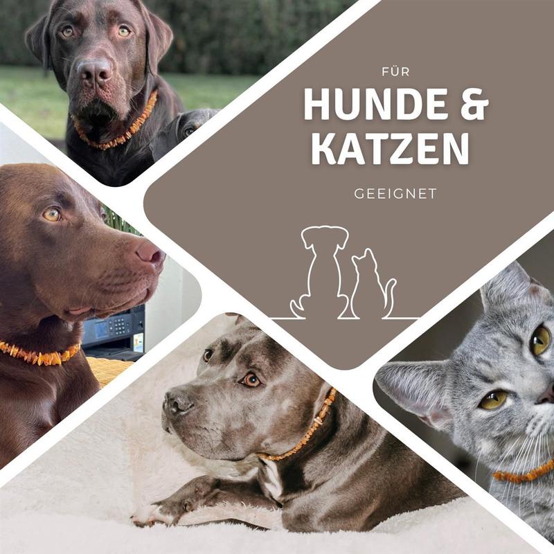 PetLove Bernsteinkette, 70 cm für Haustiere und Zuhause – Detailansicht 10