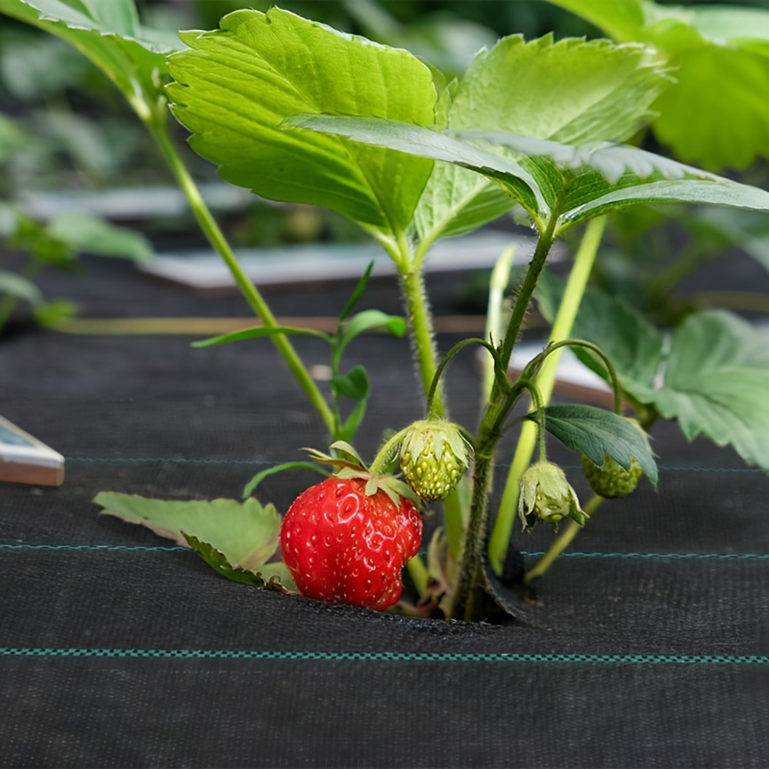 Robustes Unkrautbekämpfungsnetz, 100 g für Garten und Terrasse – Detailansicht 6