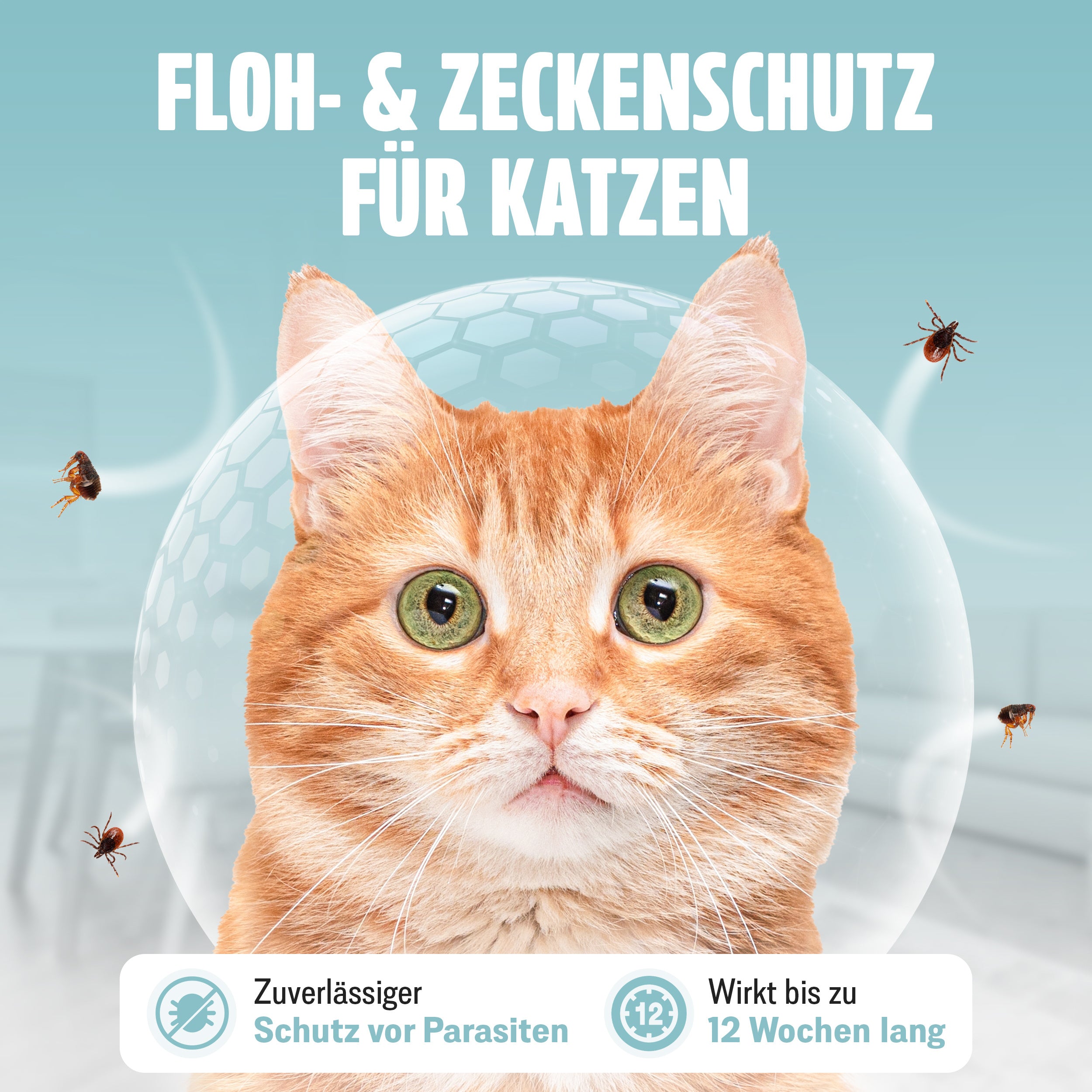 Spot on, 6x1,2 für Haustiere und Zuhause – Detailansicht 2