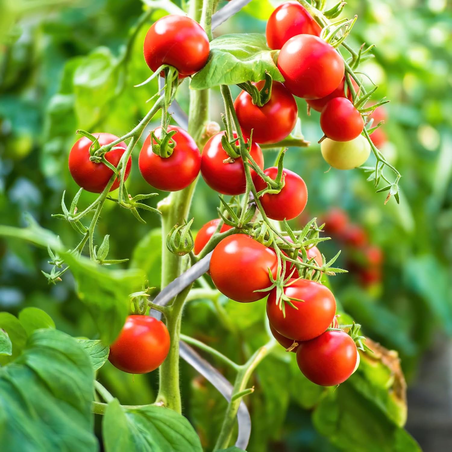 Tomaten-Rankhilfe, 20 Stück für Garten und Balkon – Detailansicht 5