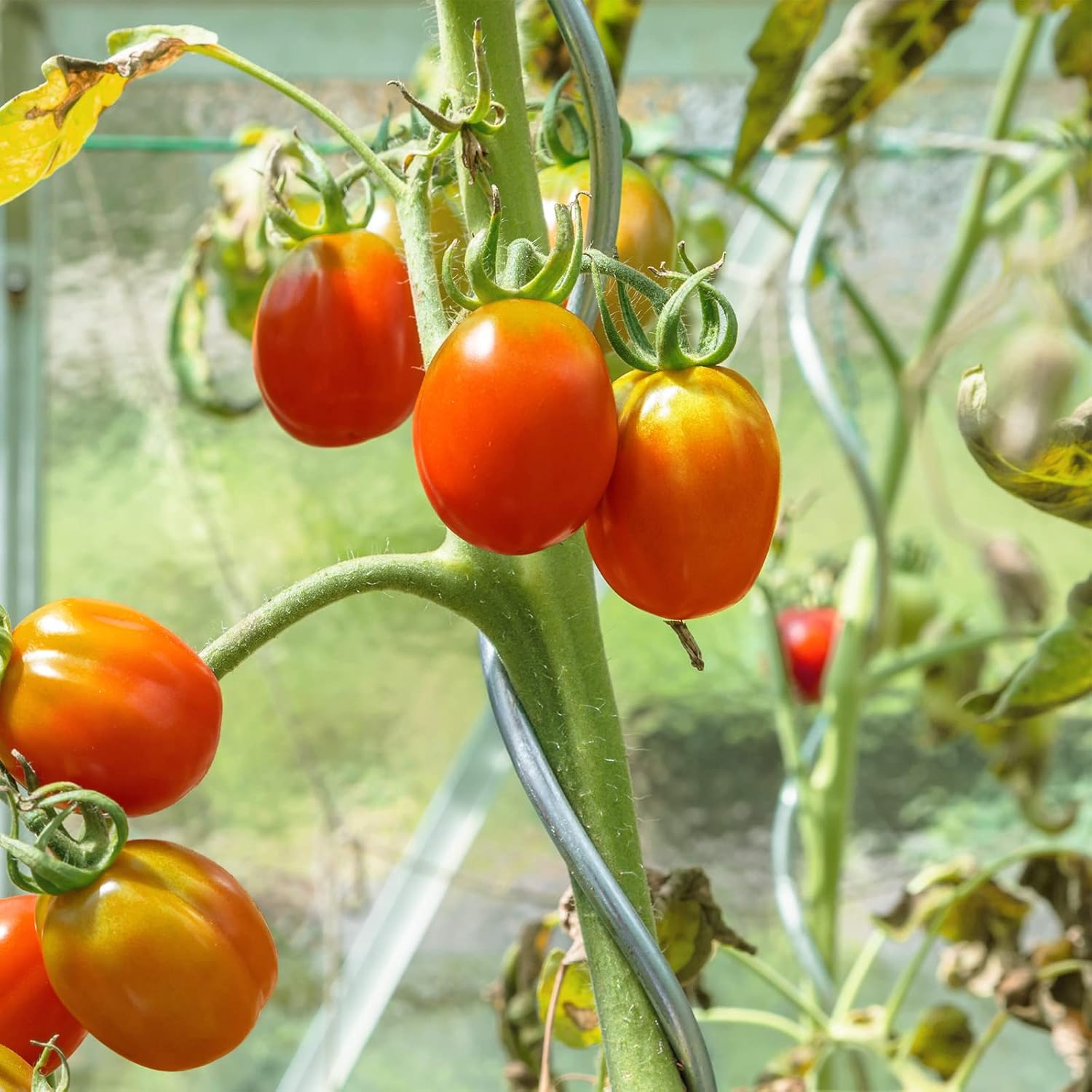 Tomaten-Rankhilfe, 20 Stück für Garten und Balkon – Detailansicht 6