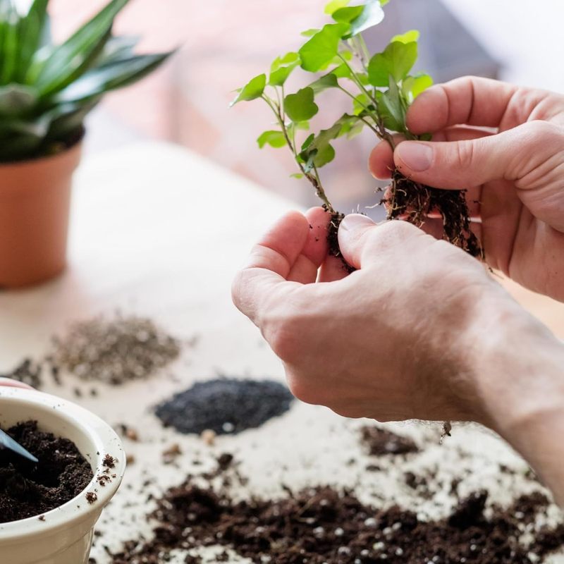 Universal Erdreich, vielfarbig für grüne Pflanzen Biovita und Garten – Detailansicht 9
