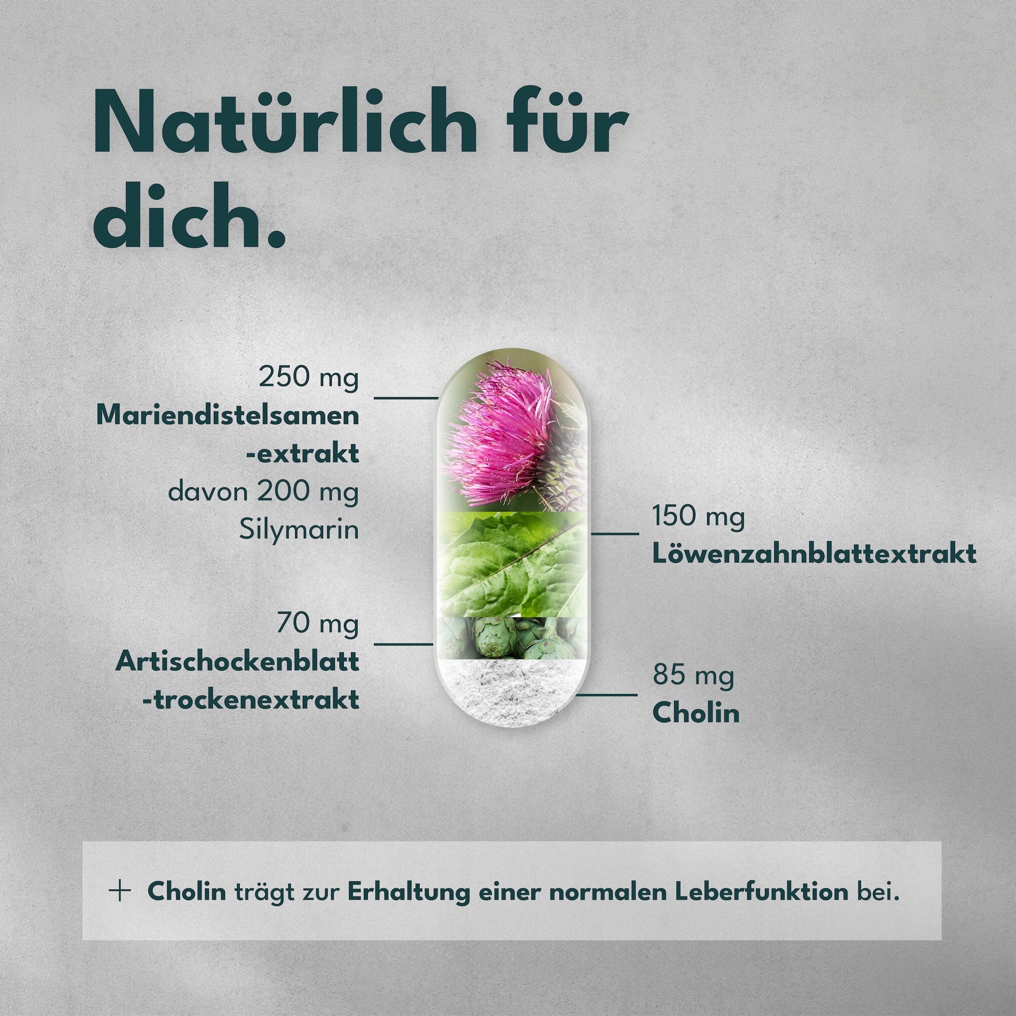 VITAL, Löwenzahn und Cholin. 120 Kapseln (4 Monate) für eine gesunde Leber und Alltag – Detailansicht 3