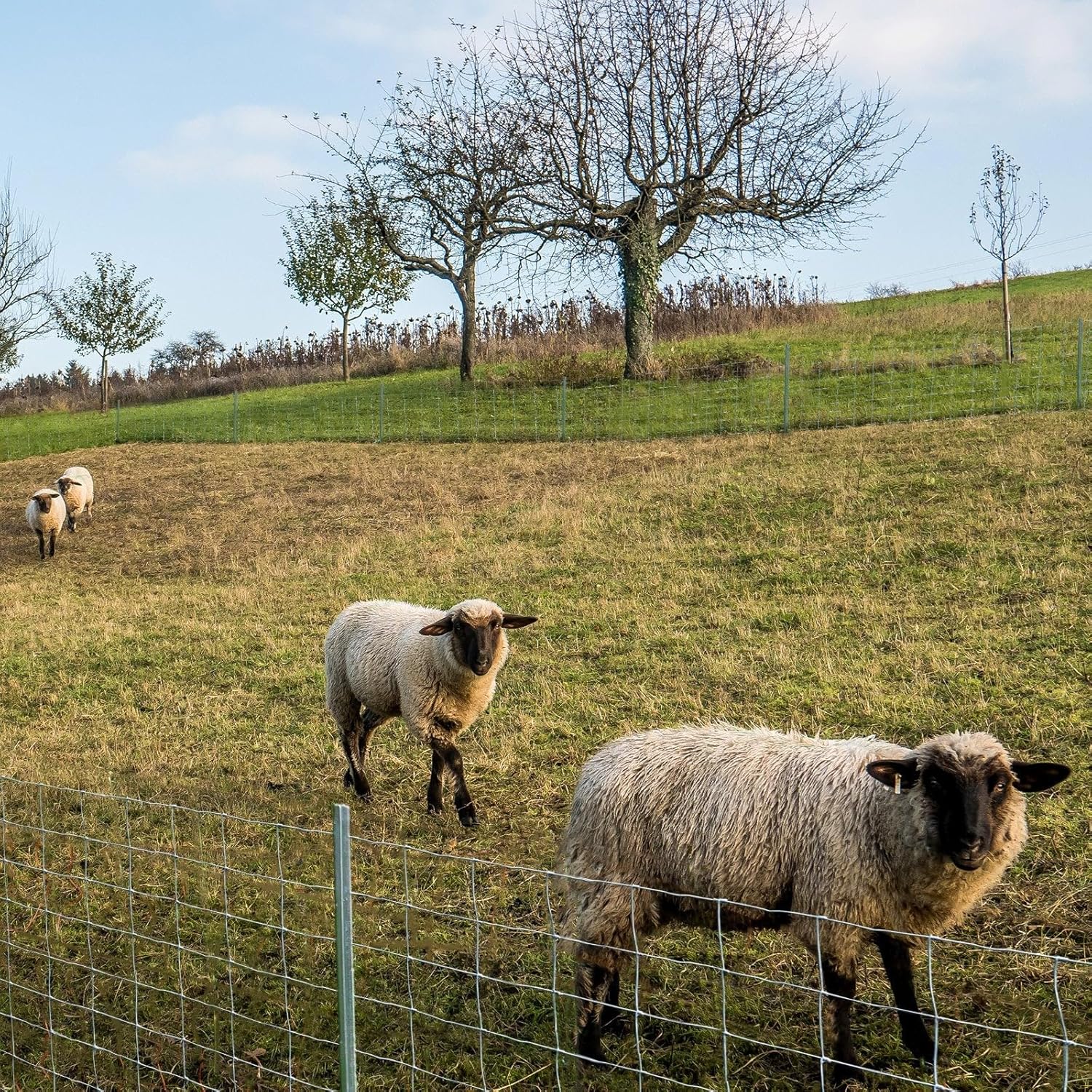 Wildzaun - Verzinkt in Fachhandel-Qualität, 15 cm für Alltag und Zuhause – Detailansicht 9